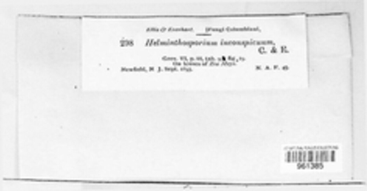 Exserohilum image